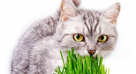 Kedi Çimi